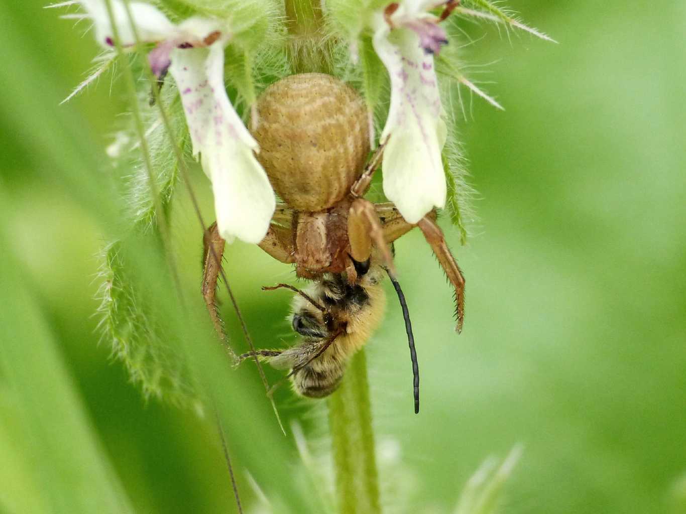Xysticus con Eucera sp. - Tolfa (RM)
